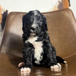 Sweetie - Black and white female Bernedoodle puppy in Bellevue, Iowa from Blended Acres & Kennels