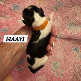 Maavi - Tri-color female Cavalier King Charles Spaniel puppy in Lehi, Utah from Angels and Nobility Cavaliers