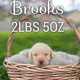 Brooks - Champagne male Dilute Retriever puppy in Puyallup, Washington from 12 Door Farm Labradors