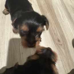 Yorkshire Terrier Puppies from Yorkshire Terrier Puppies