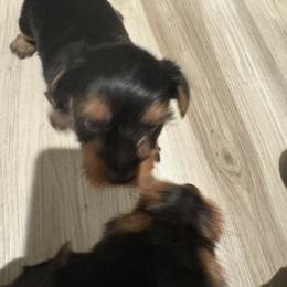 Yorkshire Terrier Puppies from Yorkshire Terrier Puppies