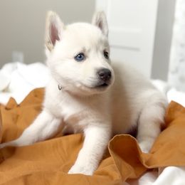 Orange - Mars - Siberian Husky puppy from Snowy Siberians