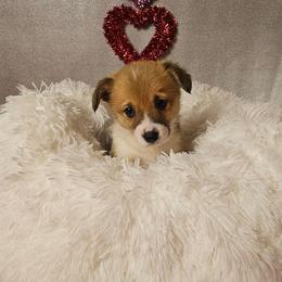 Ember-Full length tail - Red female Pembroke Welsh Corgi puppy in Deming, New Mexico from Dragon Ridge Corgis