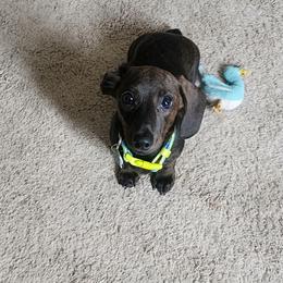 Dachshund Puppies from Army of Dachshunds