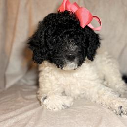 Dakota - Parti female Goldendoodle puppy in Saint Louis, Missouri from Jax Doodles