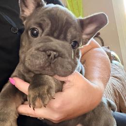 Boosie - Tricolors male French Bulldog puppy in Delhi, Louisiana from 4T Ranch