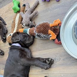Labrador Retriever Puppies from Kelly Haven Labs