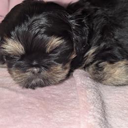 Nona - Liver female Shih Tzu puppy in Port Huron, Michigan from Shih Tzu Cottage