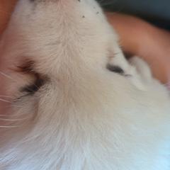 Anatolian Pyrenees and Goldendoodle Puppies from Up Shinn Creek