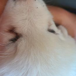 Anatolian Pyrenees and Goldendoodle Puppies from Up Shinn Creek