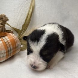 Girl 7 - Black and white female American Corgi puppy in Scottown, Ohio from Wyndy Ridge Corgis
