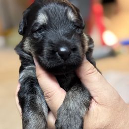 Lurch- Green Collar - Black and tan male German Shepherd puppy in Barnhart, Missouri from Combat Creek German Shepherds