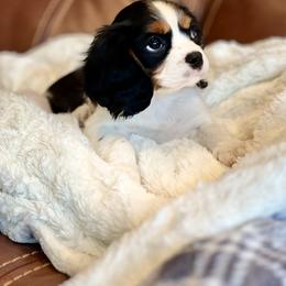 Cavalier King Charles Spaniel Puppies from Countryside Royalty Cavaliers