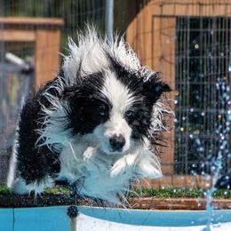 Border Collies from Rockbelle Border Collies