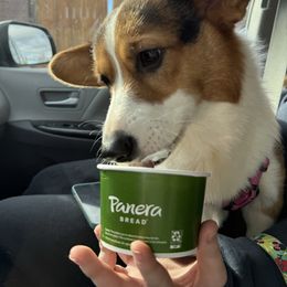 Sophia - Pembroke Welsh Corgi