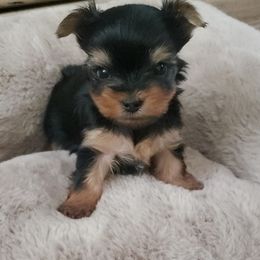 Destiny - Black and gold female Yorkshire Terrier puppy in Sacramento, California from Pretty Li'l Yorkies