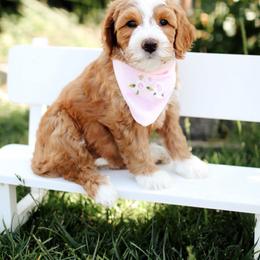 Poppy - Apricot female Goldendoodle puppy in Rio Linda, California from GoldendoodlePaw