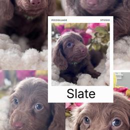 Slate - Fawn (Isabella) male Dachshund puppy in Bentonville, Arkansas from T & D Dachshunds by design