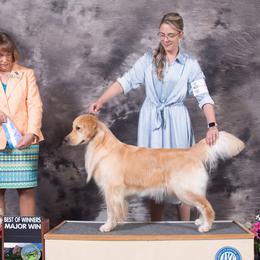Golden Retrievers from Tallgrass Golden Retrievers