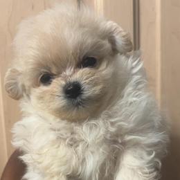 Aero - White female Maltipoo puppy in Long Island, New York from Minipaws kennel