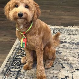 Yoshi - Labradoodle