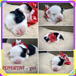 Peppermint - Black tri-color female Aussiedoodle puppy in Houston, Texas from Jomelkin Furry Pals