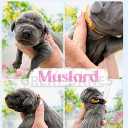 Mustard - Blue female Great Dane puppy in Sac City, Iowa from Northern Great Danes of Colorado & Iowa