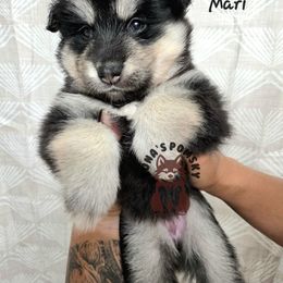 Mari McCabe - Black and white female Pomsky puppy in Blaine, Minnesota from Yuna's Pomsky