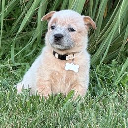 White Collar - Australian Cattle Dog puppy from Back Road Dog Company, LLC