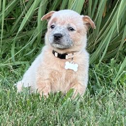 White Collar - Australian Cattle Dog puppy from Back Road Dog Company, LLC