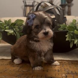 Milky Way 1500 Valentines Special - Grizzle and white female Sheepadoodle puppy in Cartersville, Georgia from Simply Blessed Doodles