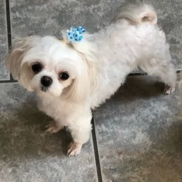 Milkshake - Maltese