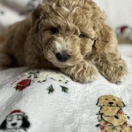 Goldendoodle Puppies from GoldenHearted Doodles