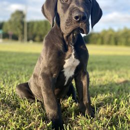 Great Dane Puppies from Virginia Great Danes