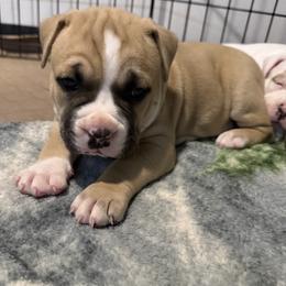 Boy 3 - male American Staffordshire Terrier puppy in Marietta, Georgia from Ambition Amstaffs