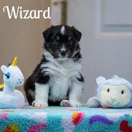 Wizard - Black tri-color male Australian Shepherd puppy in Benton City, Washington from Eventide Australian Shepherds