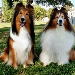 Shetland Sheepdog All Grown Up from Jammin' Shelties