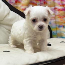 Saylor - White male Maltese puppy in Monticello, Iowa from Ashley’s Puppies