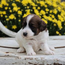 Barney - Red male Whoodle puppy in West Bend, Iowa from Blue Skies Terriers