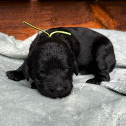 Iroh - Black male Goldendoodle puppy in Glen Daniel, West Virginia from Dani’s Doodles