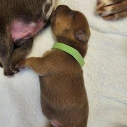 Green Collar - Blue fawn male American Bully puppy in Easton, Maryland from Night Court Bullies