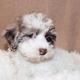 Goldendoodle, Havapoo, Labradoodle, and Springerdoodle Puppies from Oregon Valley Pups