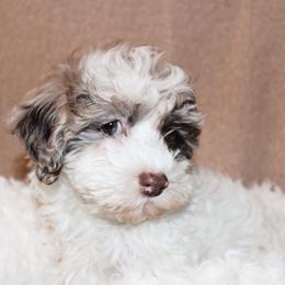 Goldendoodle, Havapoo, Labradoodle, and Springerdoodle Puppies from Oregon Valley Pups