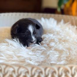Btf - Black tri female Toy Australian Shepherd puppy in Russellville, Arkansas from Rockin H Aussies