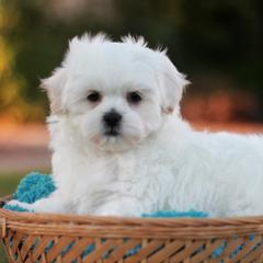 Bichon Frise, Shichon, and Shih Tzu Puppies from Teddy Bears of Arizona