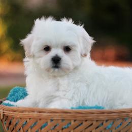 Bichon Frise, Shichon, and Shih Tzu Puppies from Teddy Bears of Arizona