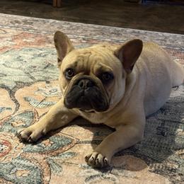 French Bulldog puppies from Busy Bee French Bulldogs