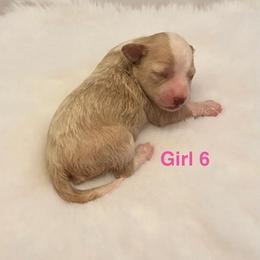 Orange Collar Girl - Yellow and white female Bernedoodle puppy in Port Charlotte, Florida from Islands Wheatens and Poodles