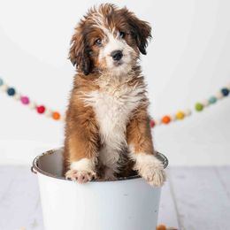 Cedar - Sable female Bernedoodle puppy in Lititz, Pennsylvania from Sleepy Hollow Acres