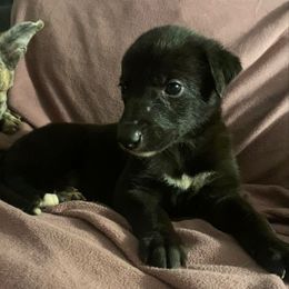 Onyx - Black Greyhound puppy in Oxford, Florida from Running to Stand Still (RTSS)